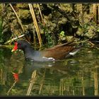 Gallinella d'acqua