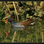 Gallinella d'acqua