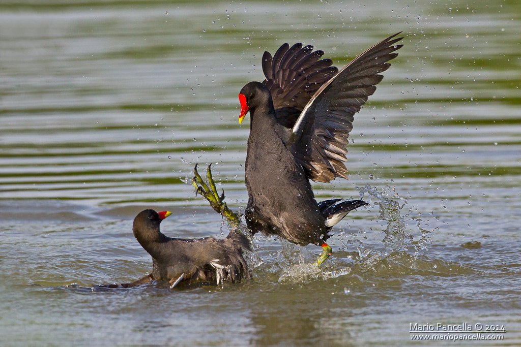 Gallinella d'acqua (Gallinula chloropus)