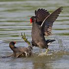 Gallinella d'acqua (Gallinula chloropus)