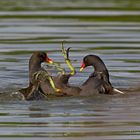 Gallinella d'acqua (Gallinula chloropus)