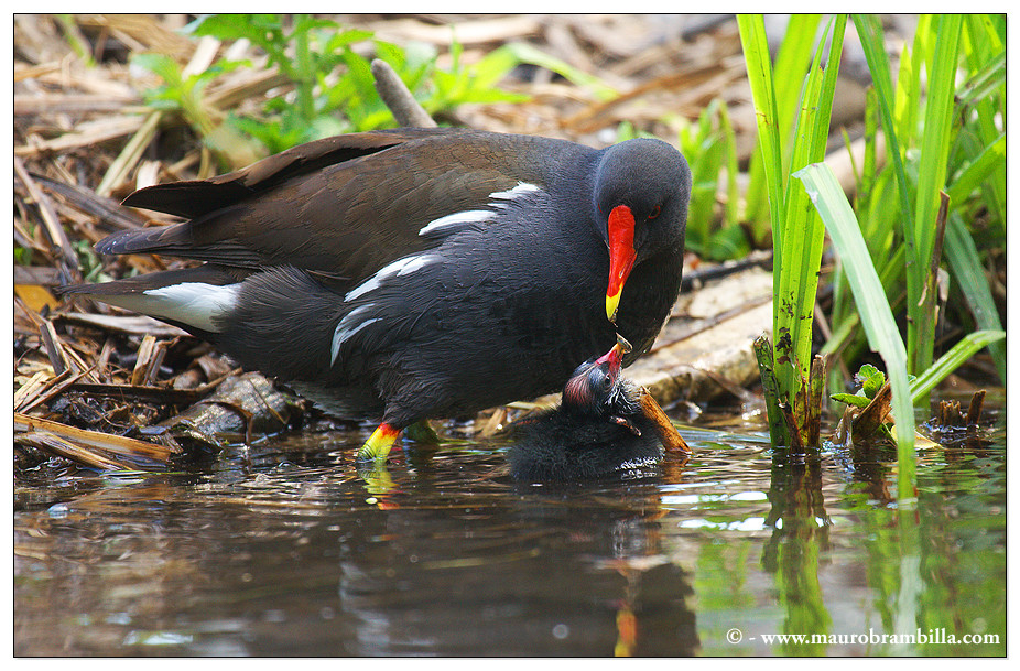 Gallinella d'acqua - I nuovi arrivati....