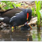 Gallinella d'acqua - I nuovi arrivati....