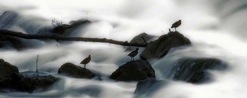 gallinelle d'acqua