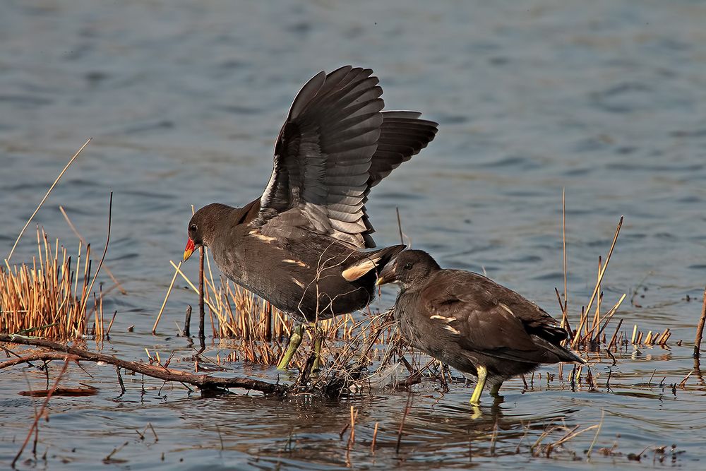 gallinelle d'acqua alla piana