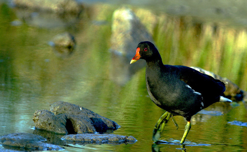 Gallineta comun