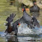 Gallinetas comunes luchándo - Gallinula chloropus