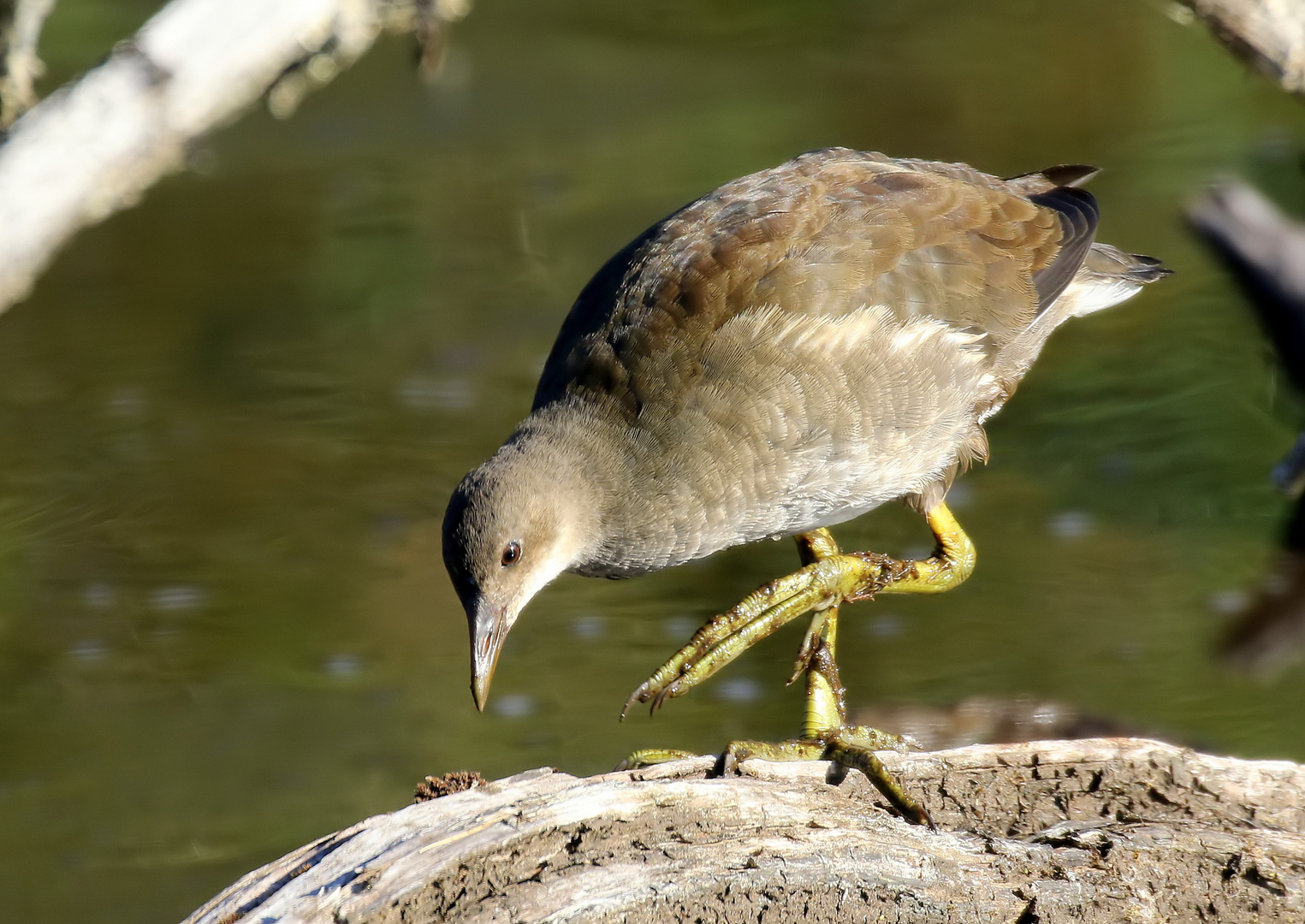 Gallinula chloropus 