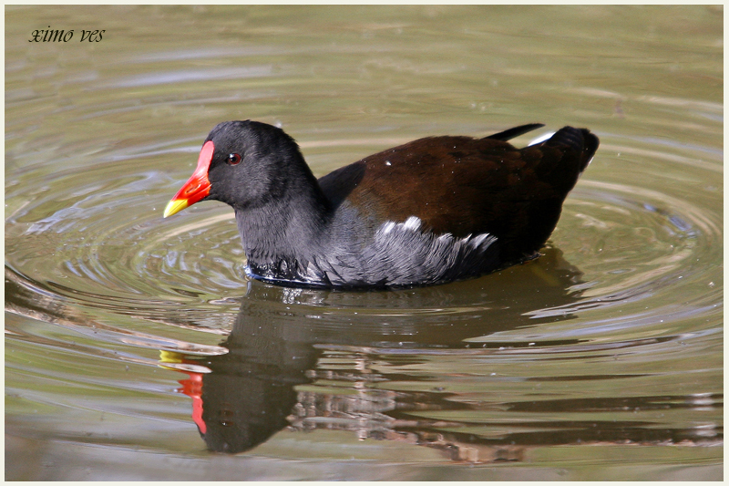 GALLINULA CHLOROPUS