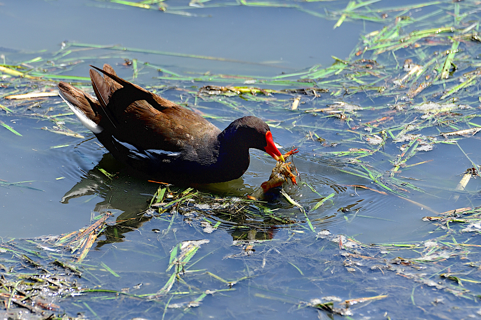 Gallinula Chloropus Foto Immagini animali, paesaggi, uccelli allo