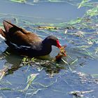 Gallinula  Chloropus 