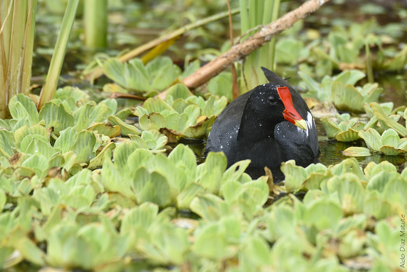 Gallinula chloropus