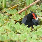 Gallinula chloropus