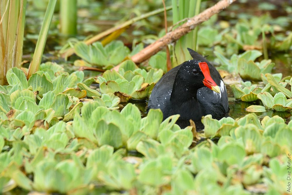 Gallinula chloropus