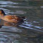  Gallinula chloropus