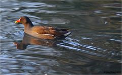  Gallinula chloropus