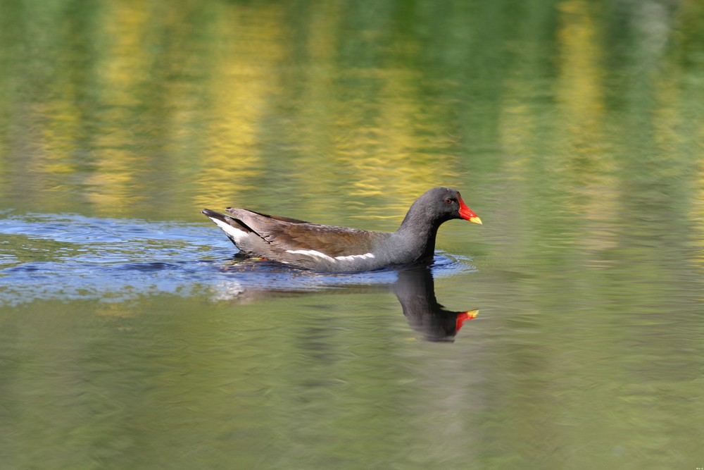 Gallinule