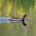 Gallinule