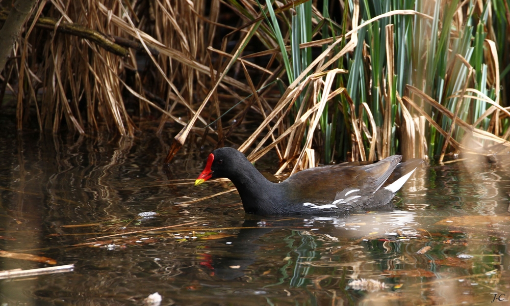 " Gallinule "