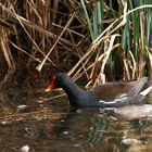 " Gallinule "