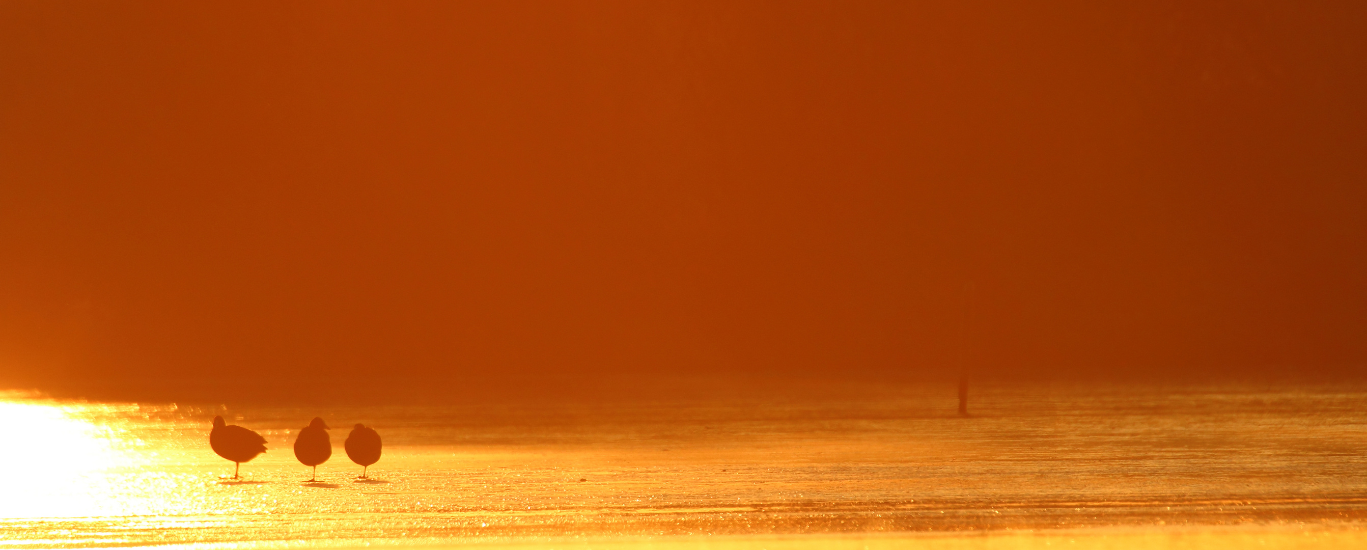 Gallinule dans la brume