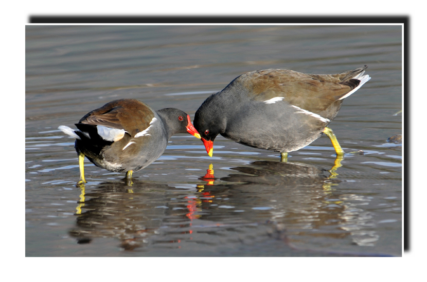 Gallinule d'eau