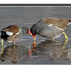 Gallinule d'eau