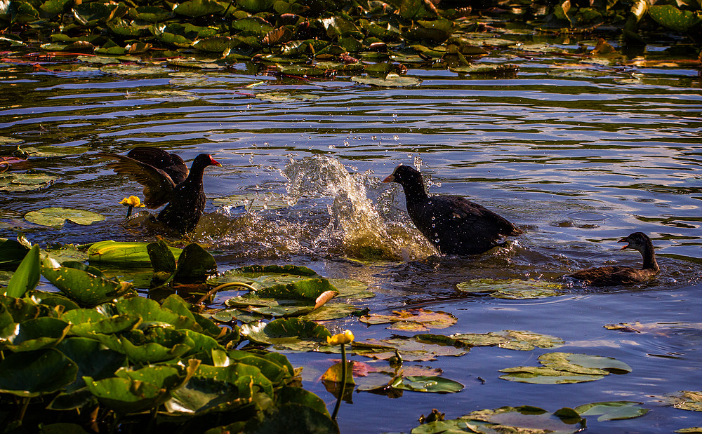 Gallinule montant la garde .