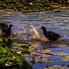 Gallinule montant la garde .