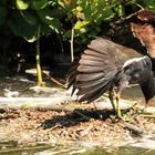 gallinule (poule d'eau)