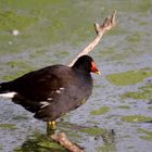 Gallinule Poule d'eau