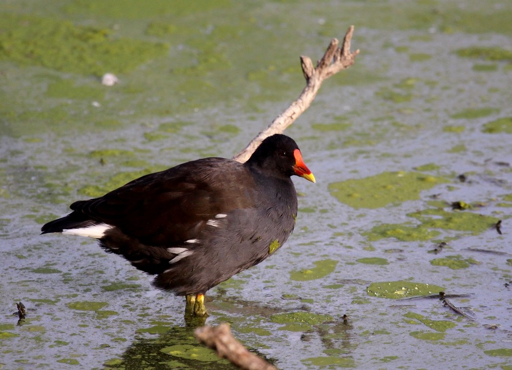 Gallinule Poule d'eau