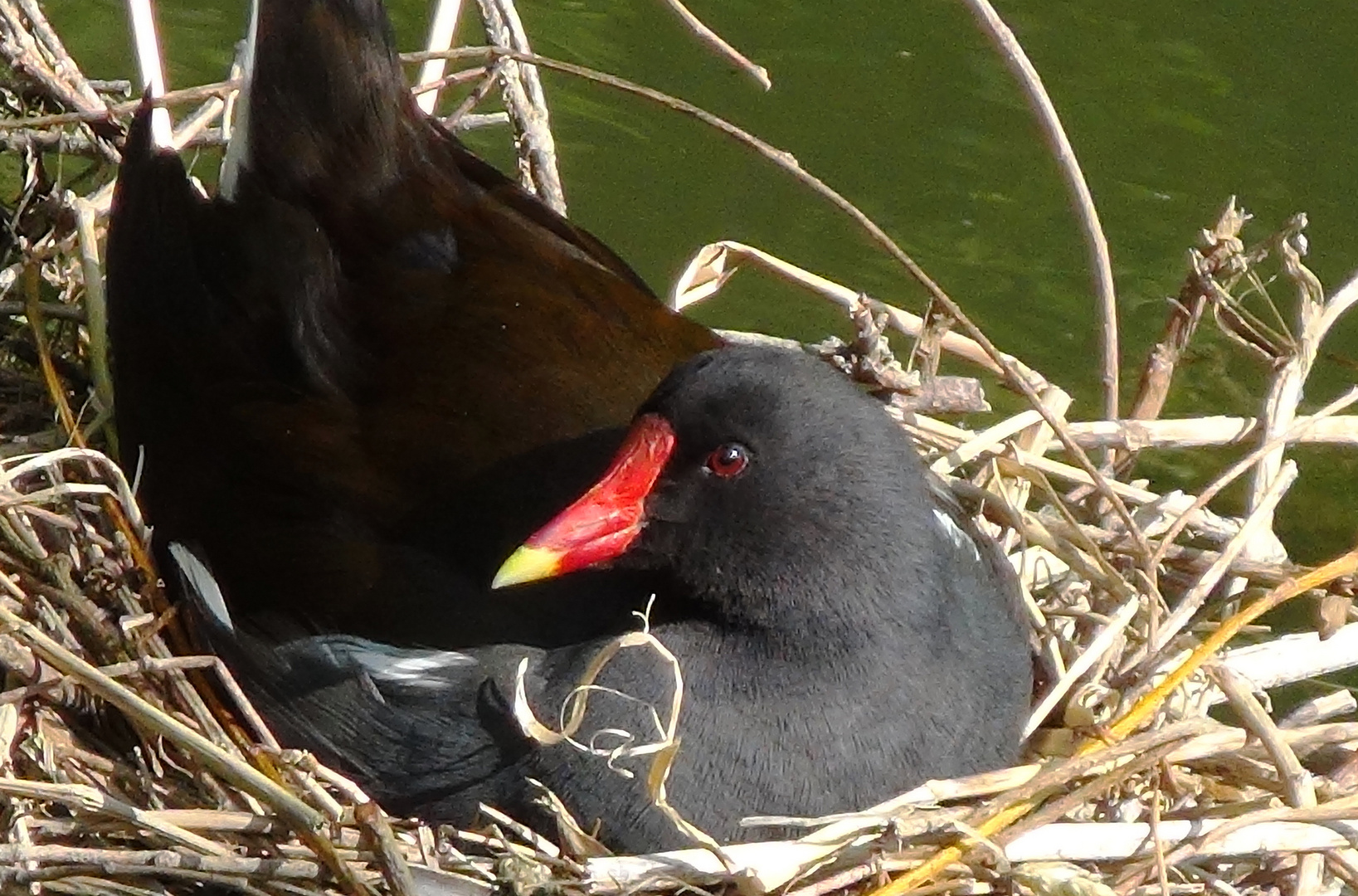 Gallinule poule d'eau