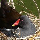 Gallinule poule d'eau