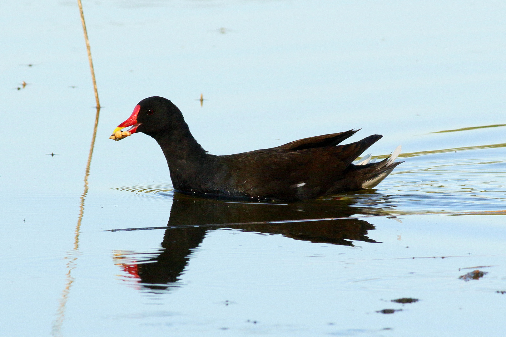 Gallinule poule d'eau