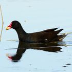 Gallinule poule d'eau