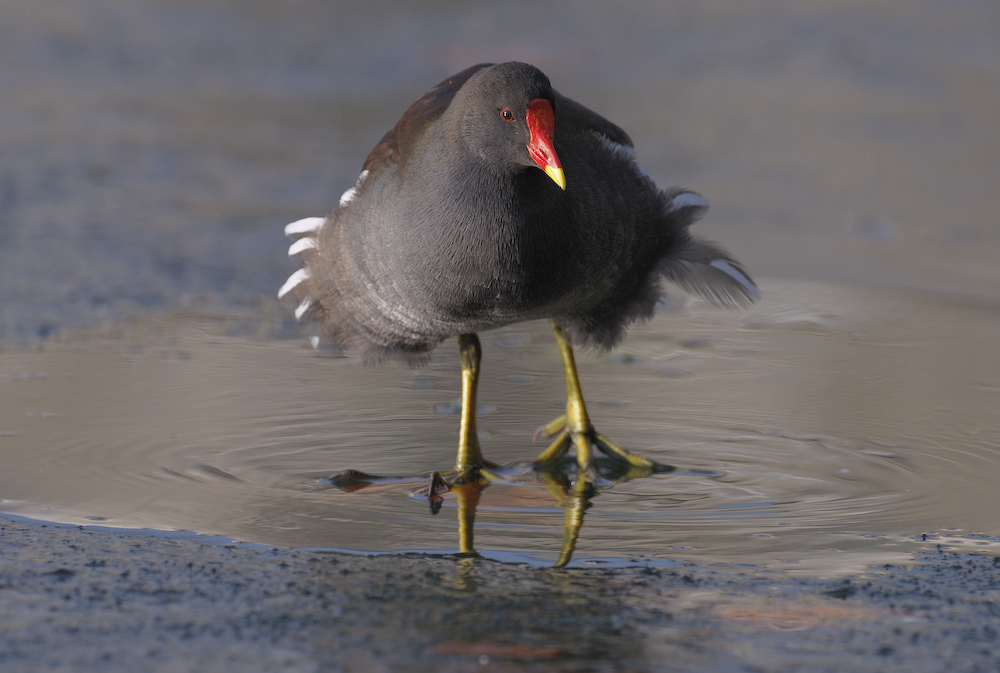 Gallinule poule-d'eau