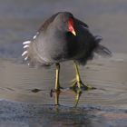 Gallinule poule-d'eau