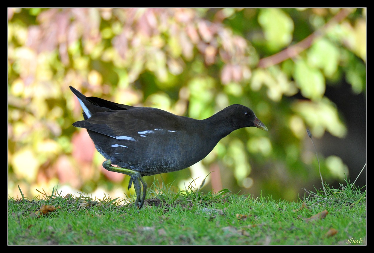 gallinule poule d'eau