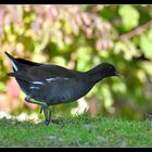 gallinule poule d'eau