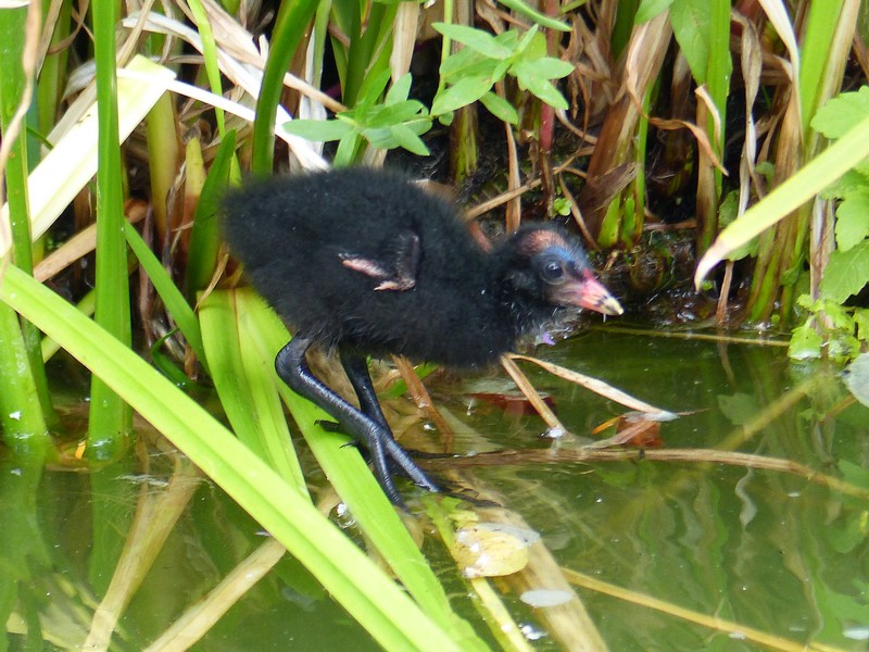 Gallinule poule d'eau bébé #1