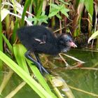 Gallinule poule d'eau bébé #1