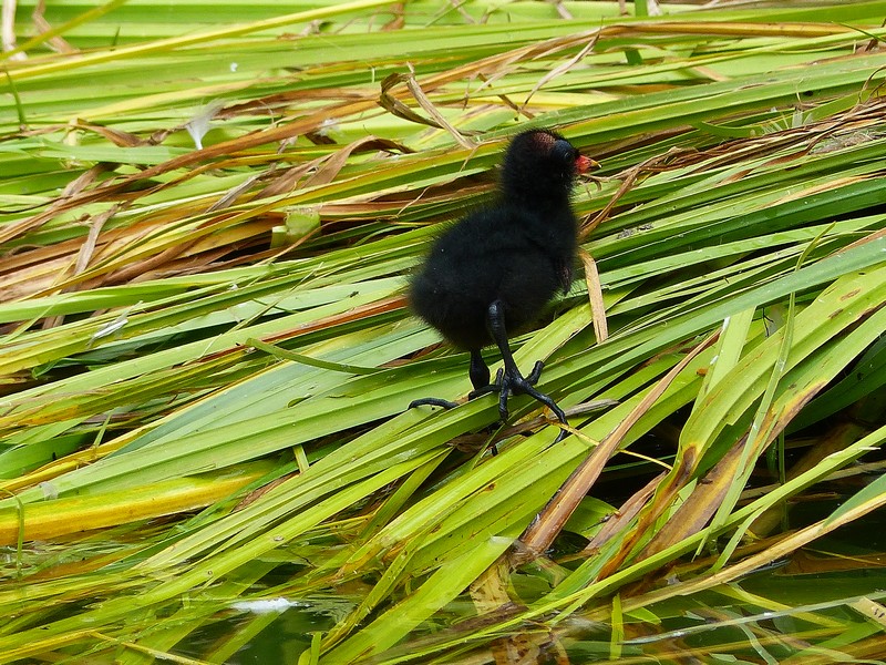 Gallinule poule d'eau bébé #3