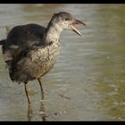 Gallinule poule d'eau