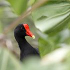 Gallinule poule-d'eau (Gallinula chloropus)