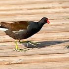 Gallinule poule d'eau - Gallinula chloropus - Teichhuhn