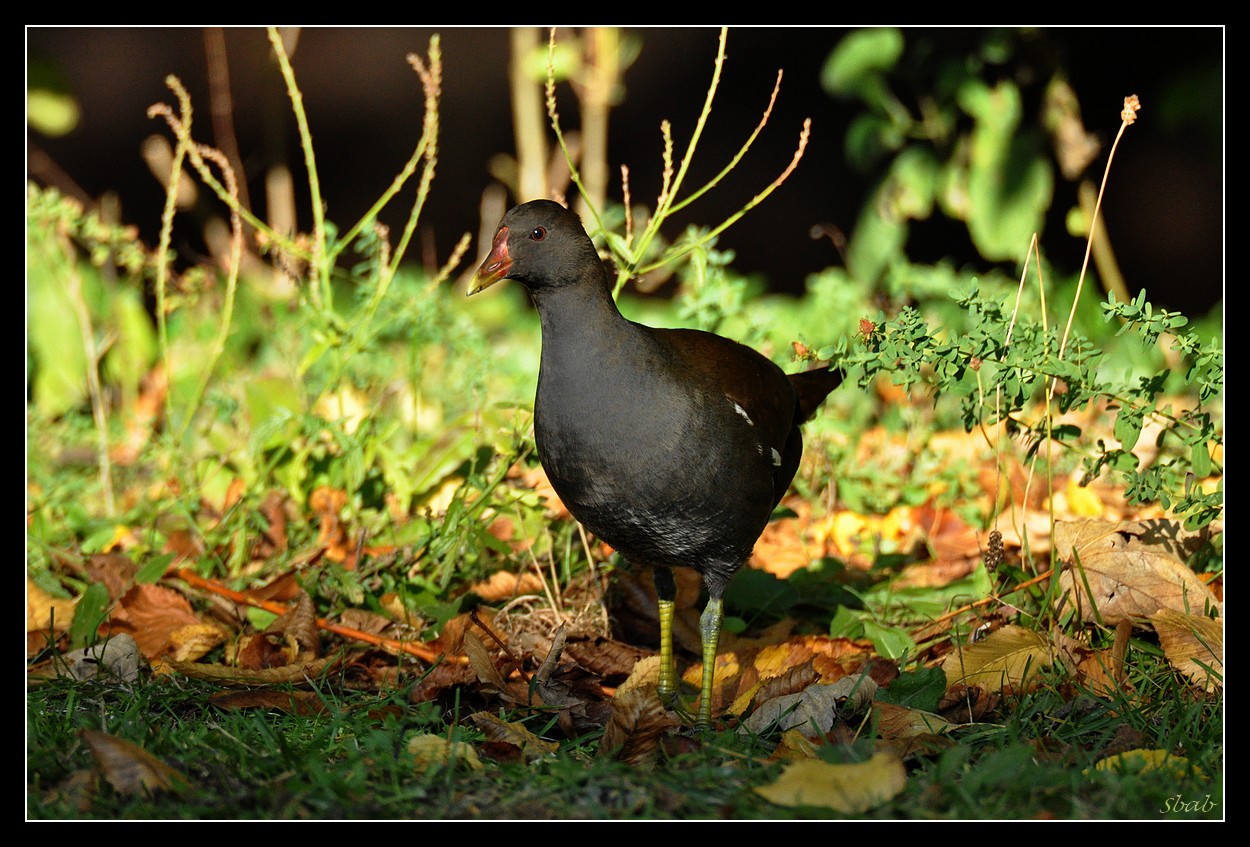 gallinule poule d'eau n°2