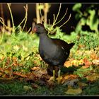 gallinule poule d'eau n°2