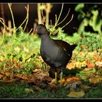 gallinule poule d'eau n°2