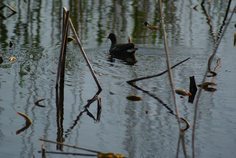 Gallinule sur l'étang de Fontmerle à Mougins photo et image animaux